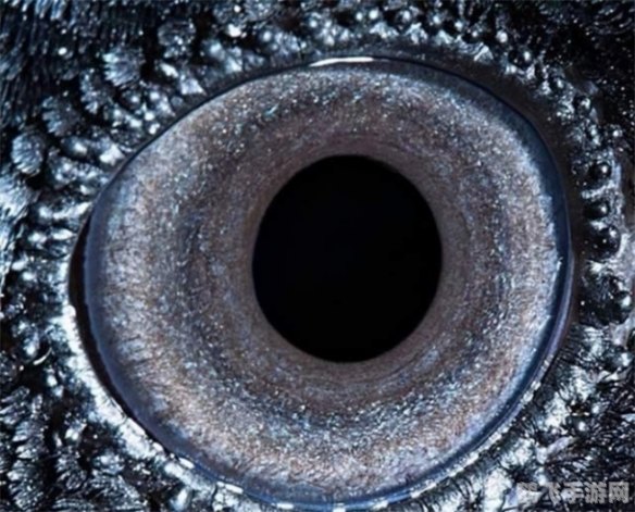 揭秘长方形瞳孔的神秘动物,探索自然界的奇妙现象