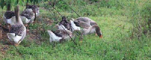 家里饲养的大鹅祖先是,探秘家养大鹅祖先,游戏中的鹅类繁衍秘籍