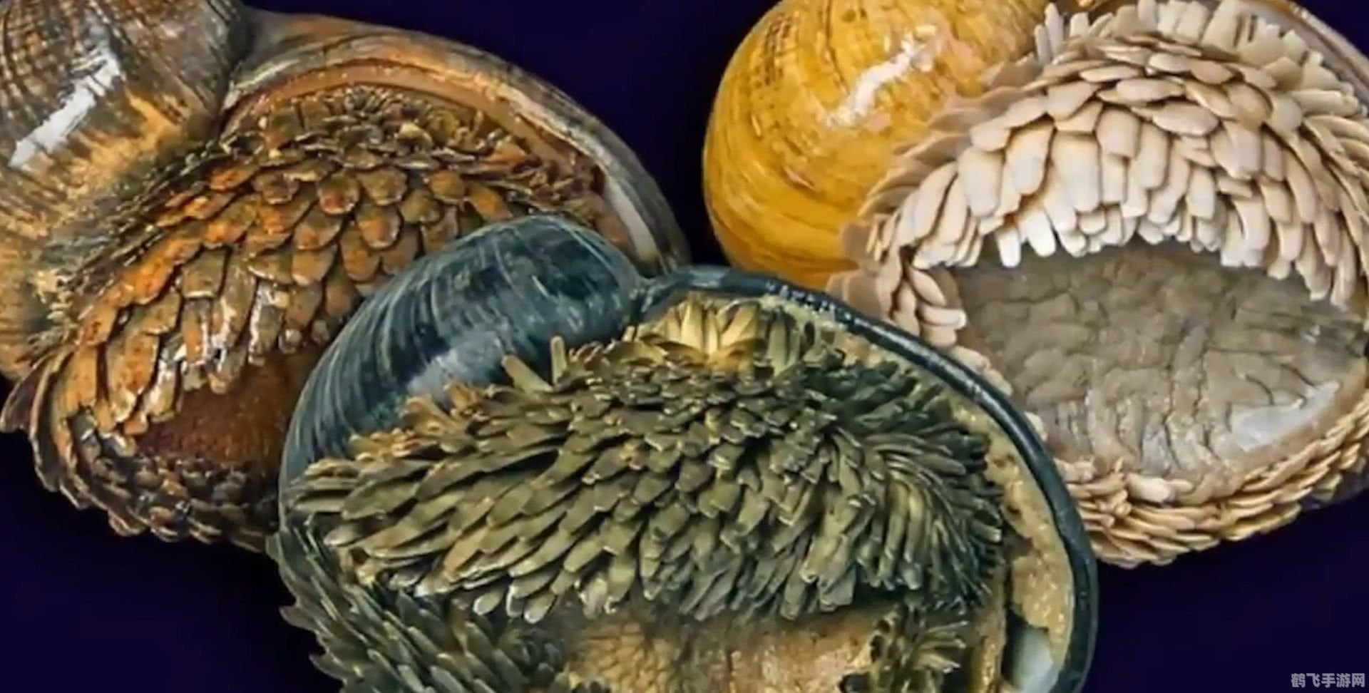 海胆与穿山甲,揭秘锋利牙齿的真正主人