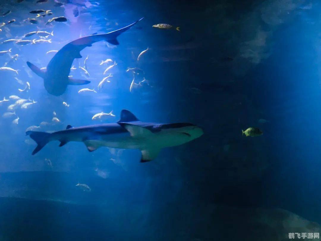 海洋之舟是什么动物,探秘海洋之舟,游戏中的神秘海洋生物解析