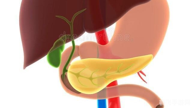 胆汁其实由人体的哪一个器官分泌的,揭秘人体之谜,胆汁的分泌器官是哪个?