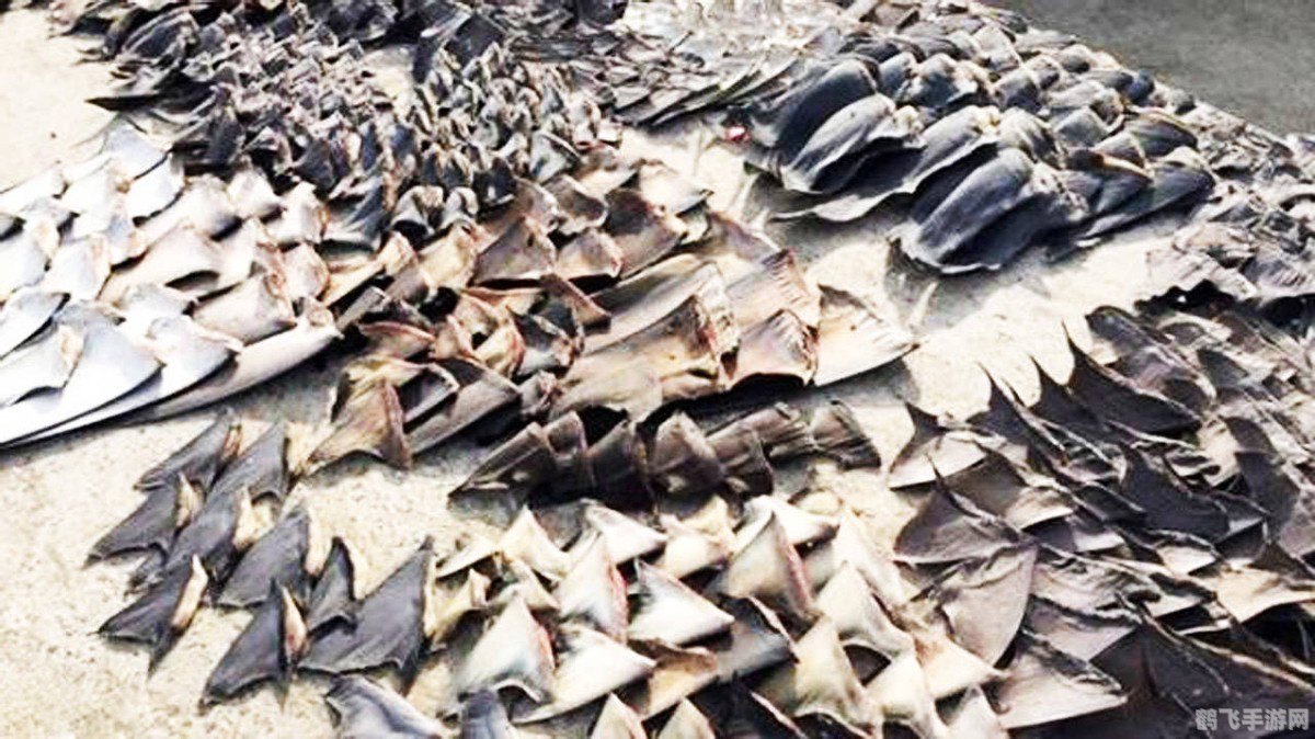 揭秘古代鲨鱼皮,游戏中的神秘装备与隐藏属性