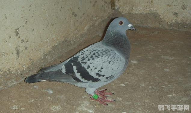 飞鸽2007手游攻略,翱翔天际,成为信鸽之王