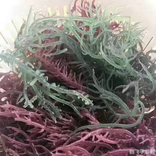 麒麟菜种在海里还是土里,深海奥秘,麒麟菜种植全攻略