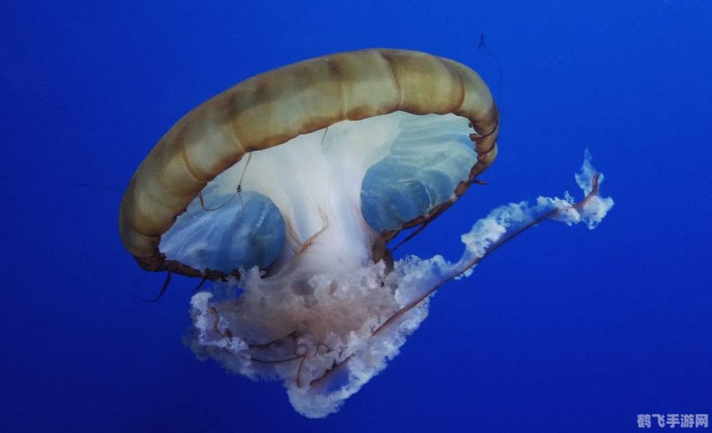 梦幻水族馆6探秘，打造你的水下奇幻世界