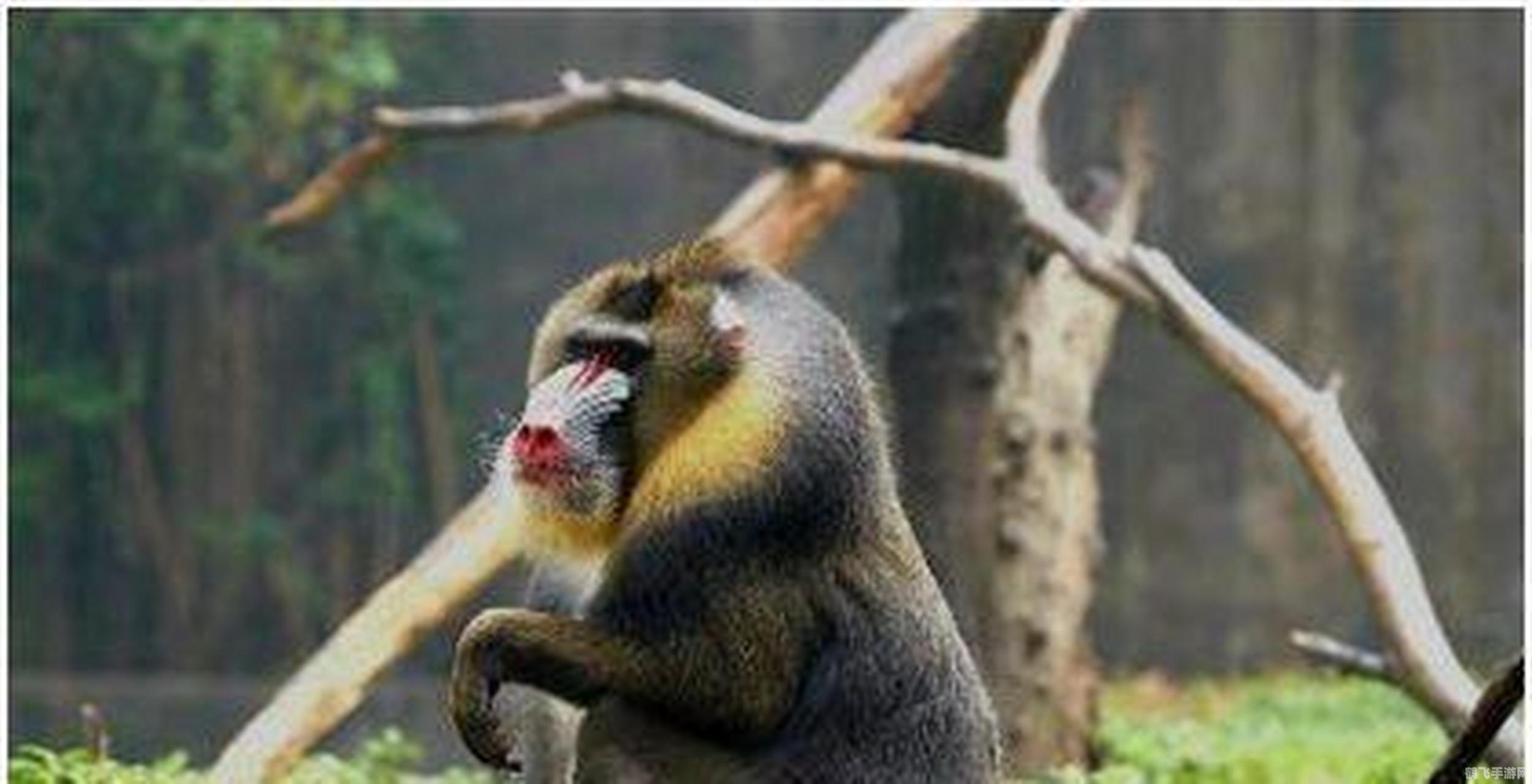 揭秘世界上最大的猴子,山魈,及以其为核心的手游攻略