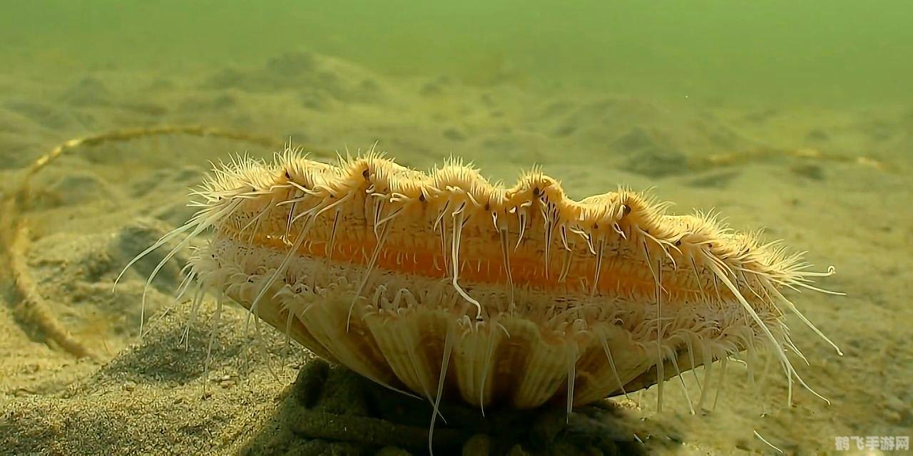 扇贝会游泳吗,扇贝大冒险,探索海洋深处的秘密