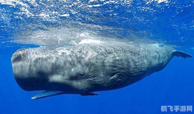 龙延香来自哪种动物,揭秘龙涎香的神秘来源——抹香鲸,以及它在手游中的奇妙用途