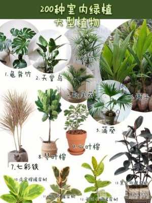 植物选择