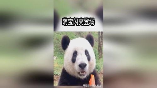 揭秘熊猫的竹子真相，手游熊猫吃竹子全攻略