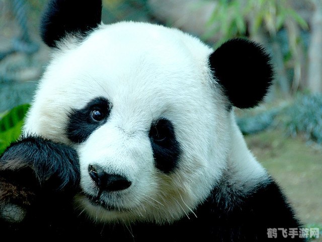 揭秘熊猫的竹子真相,手游熊猫吃竹子全攻略
