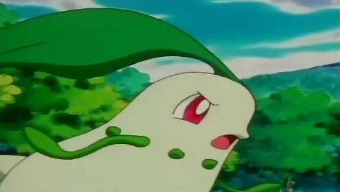 神奇宝贝菊草叶探秘与攻略