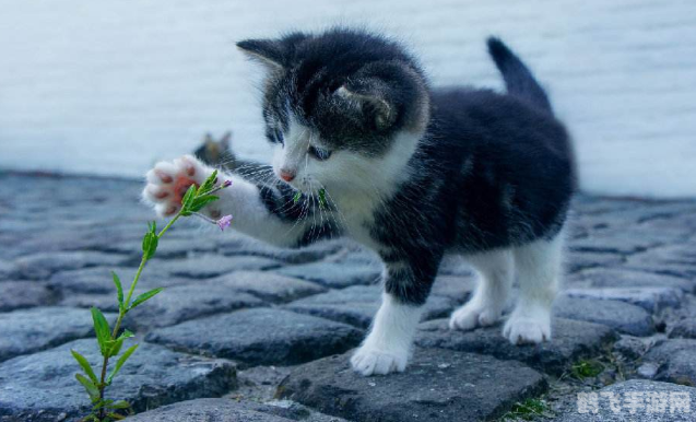 汤姆猫的情书攻略，赢得猫咪芳心的秘诀