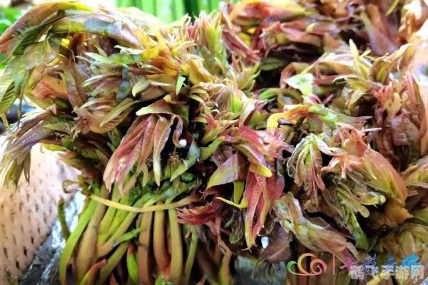 雨前椿芽嫩如丝揭秘，谷雨节气与香椿的鲜嫩之缘