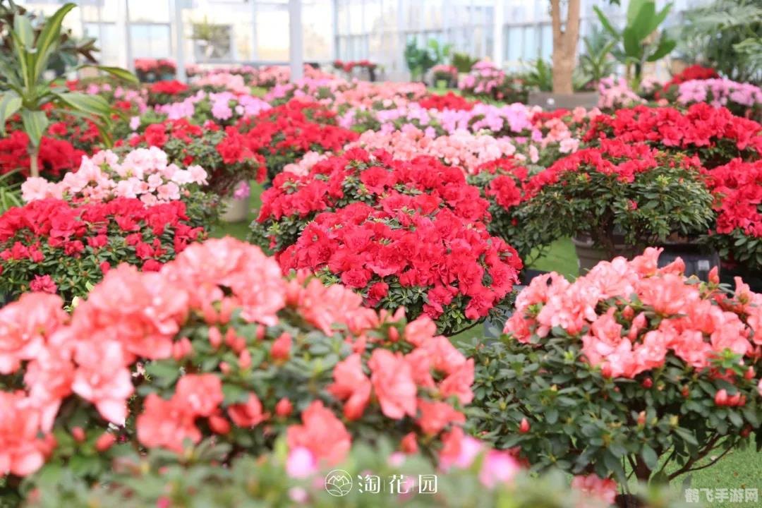 花中西施是哪种花,探索花中西施杜鹃花之美，手游中的奇幻花卉冒险攻略