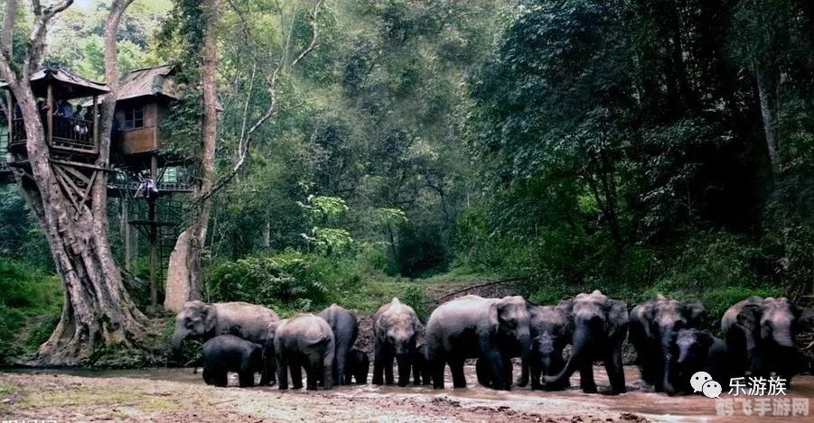 野象谷探险手游攻略,如何成功担任象群首领