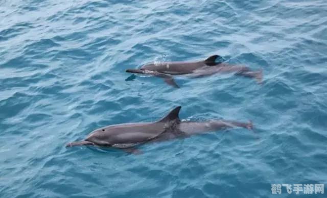 小海豚的奇幻漂流,出生即游泳的海洋冒险