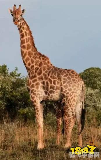 长颈鹿可以多久不喝水 蚂蚁庄园,长颈鹿的耐渴奇迹,揭秘长颈鹿饮水习性及游戏中的模拟体验