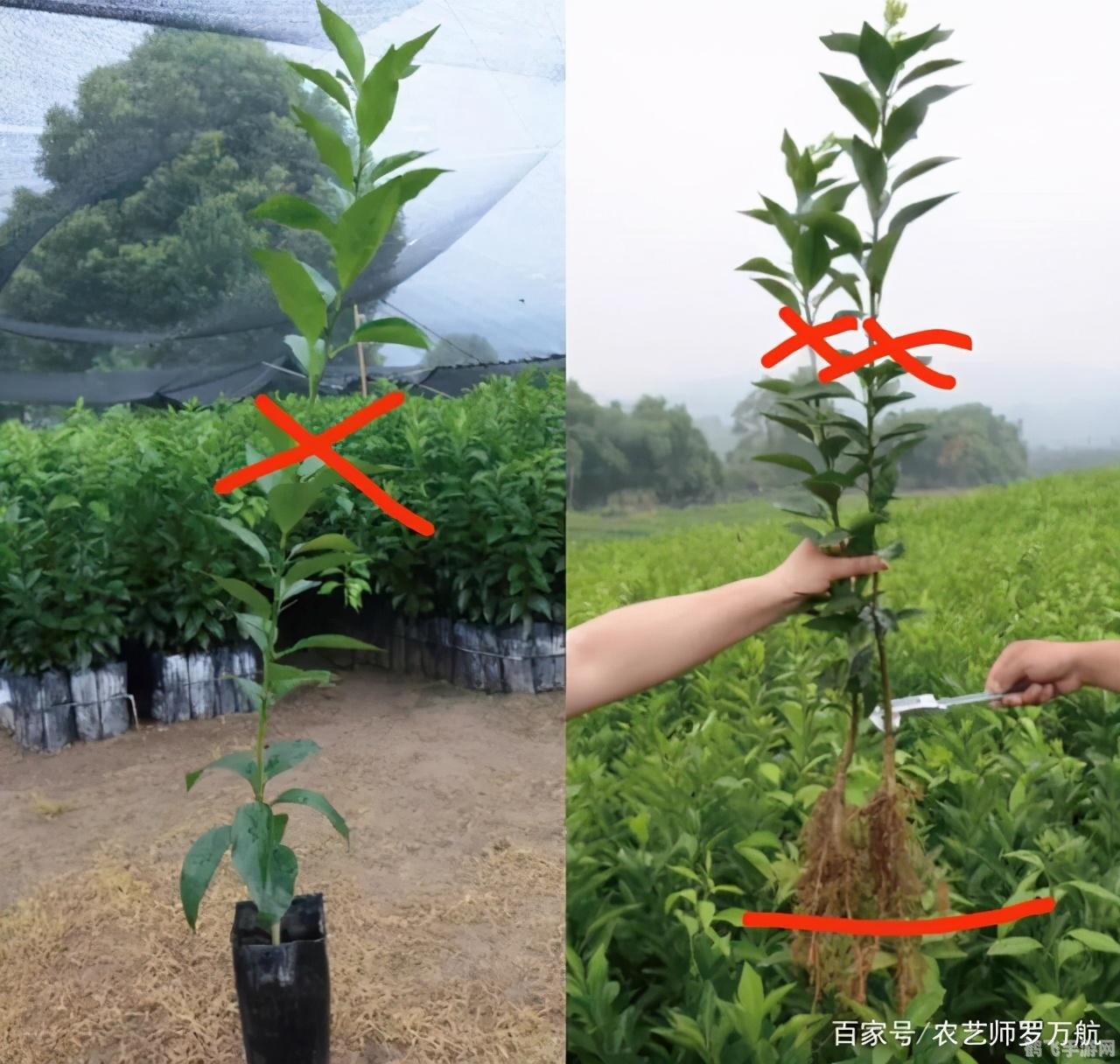 绿化苗木移栽时可以不用树木修剪,绿化苗木移栽新技巧,免修剪,轻松搞定!