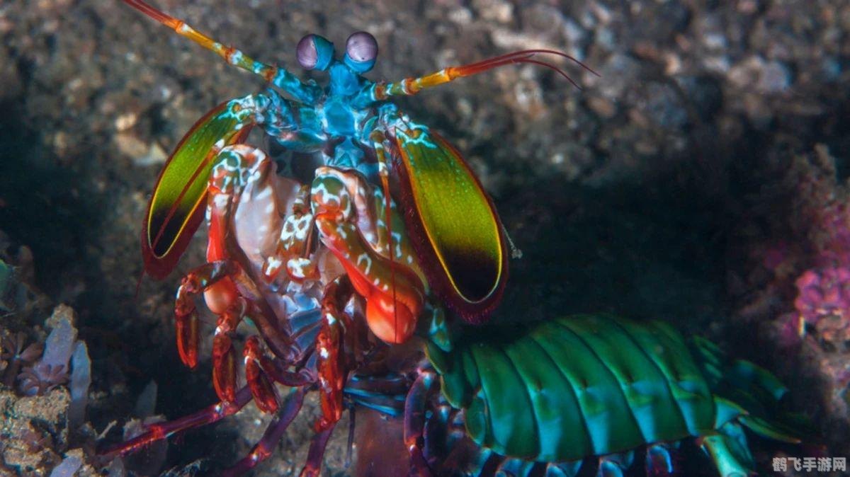 深海争霸,巨型螳螂虾的征服之旅