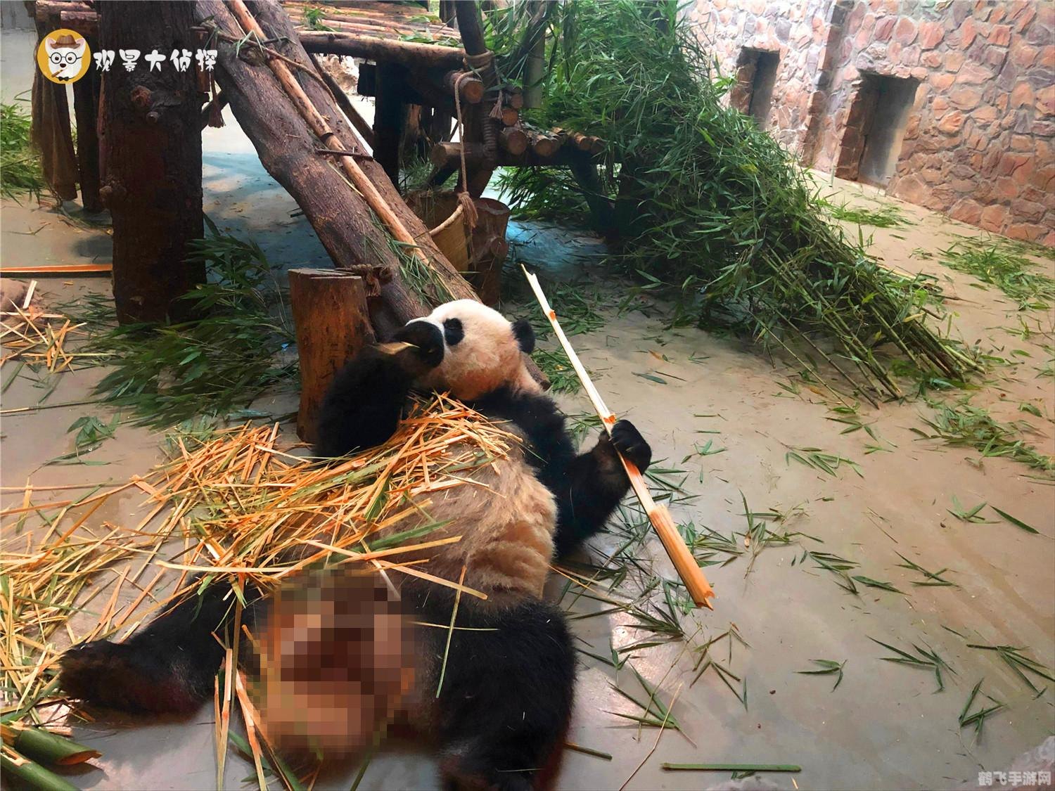 熊猫人之谜开场动画,熊猫人之谜手游探秘,开启你的熊猫冒险之旅