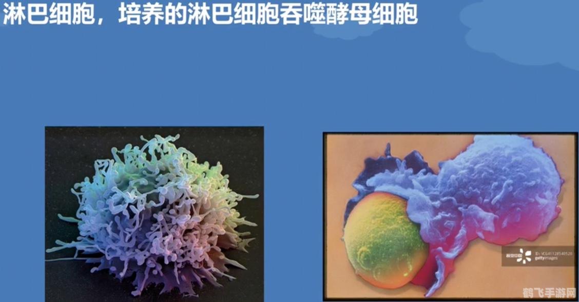 白细胞,人体的健康卫士与手游攻略