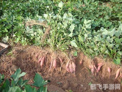 夏至后栽种红薯不结红薯,夏至之后,红薯不结?手游中的红薯种植秘籍大揭秘!