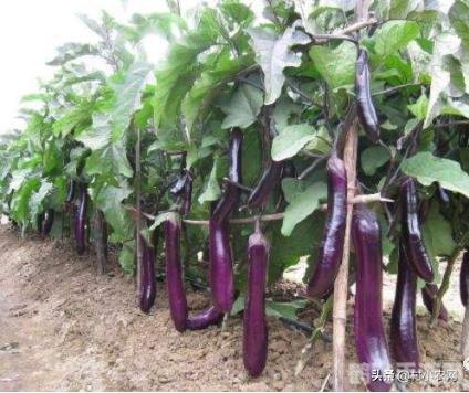 茄子种植秘籍,喜高温特性与游戏攻略