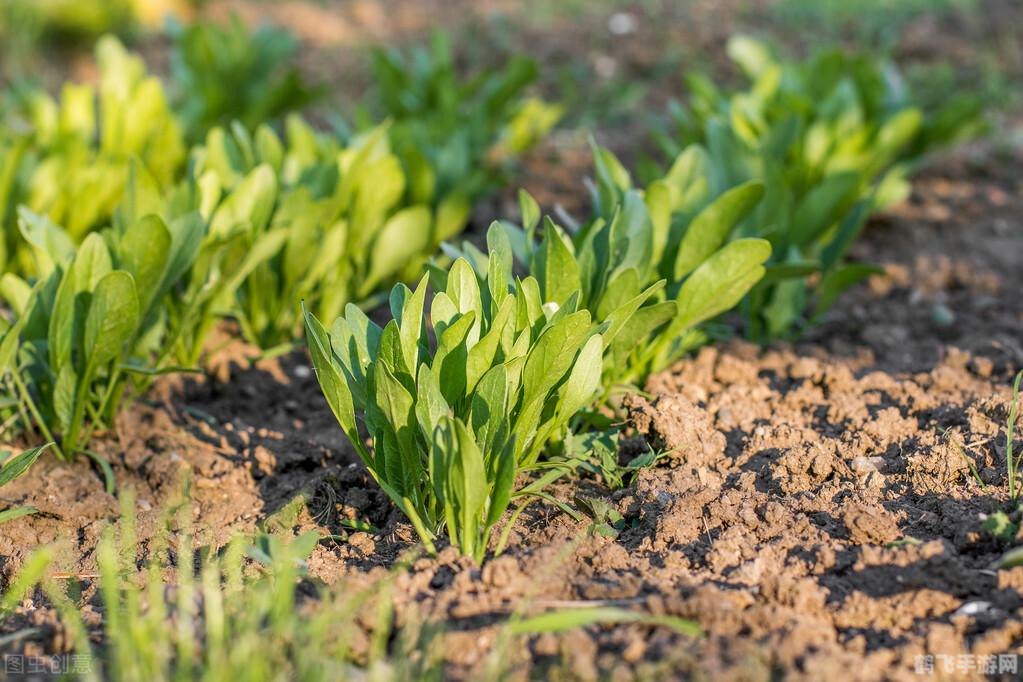 无公害蔬菜和绿色蔬菜哪个等级更高,绿色蔬菜