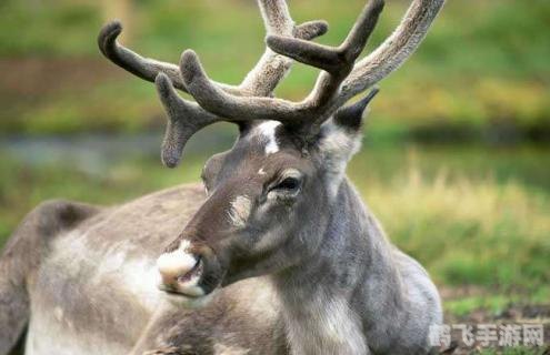 揭秘,这种鹿不论雌雄,都拥有雄伟的角!