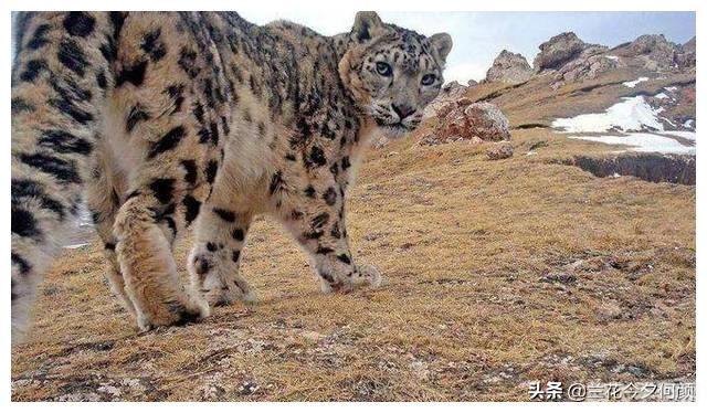 探秘玉树藏族雪豹之乡手游全攻略,与雪豹共舞的冒险之旅