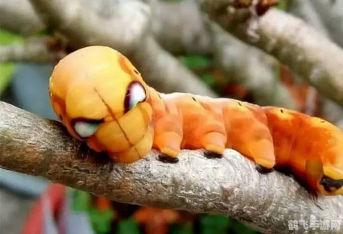 揭秘手游界神秘虫子梗,玩转新奇玩法!