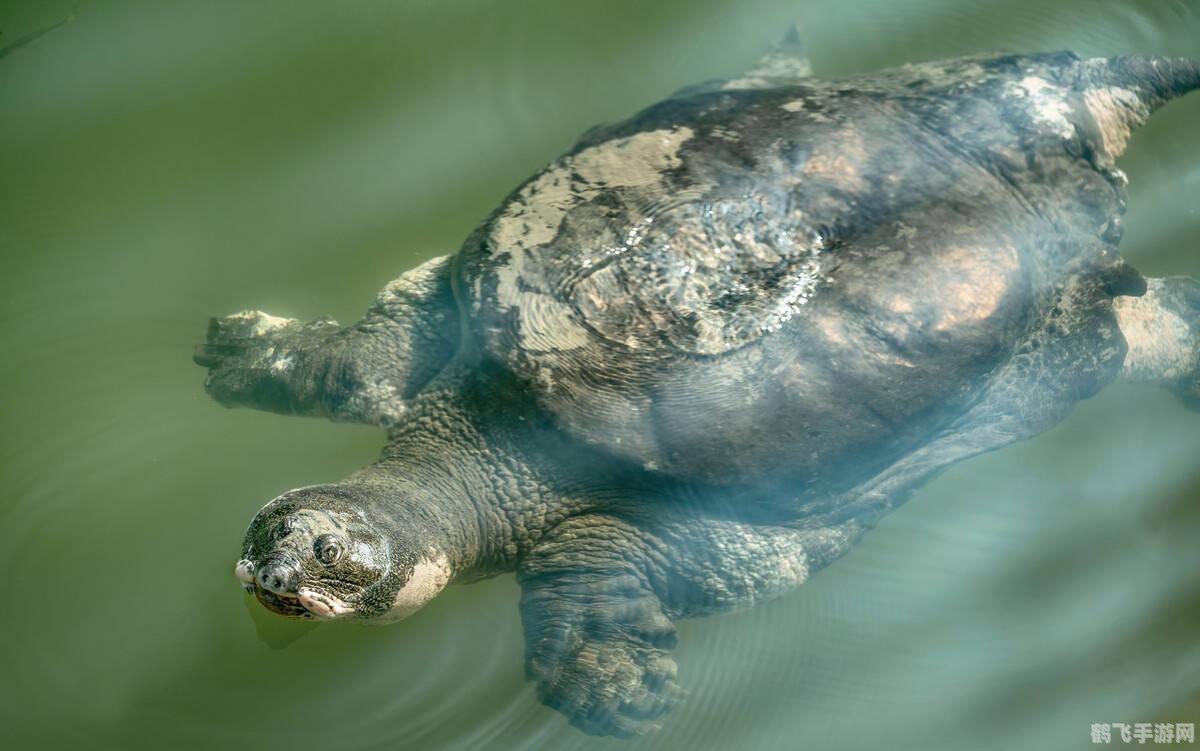 生存之战，揭秘生命力最强的生物