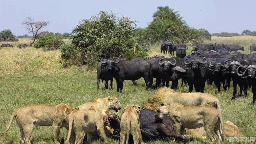 狮群狩猎大揭秘,合作与策略并存的草原霸主