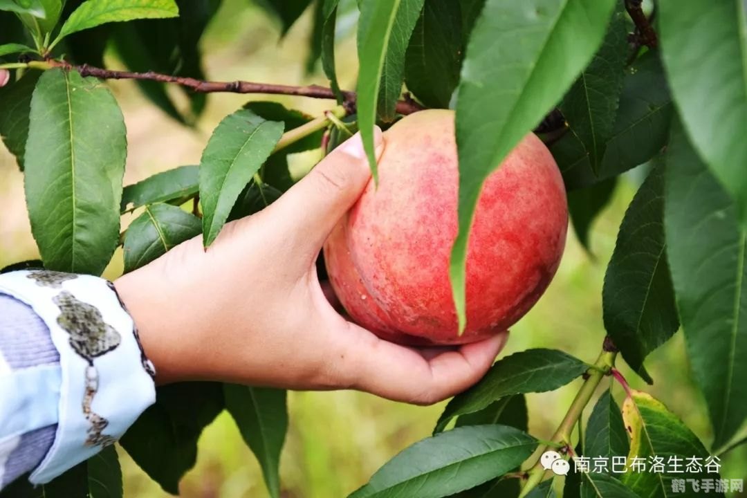 亚鲁鲁水蜜桃，甜蜜冒险之旅