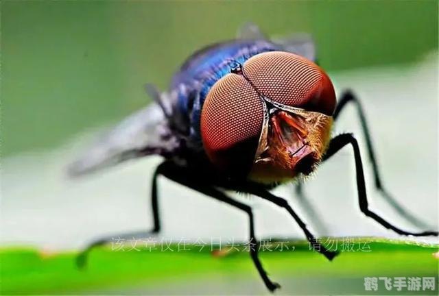 为什么苍蝇一停下来就搓手,苍蝇