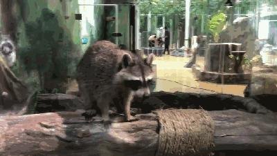 飞禽走兽鲨鱼机,飞禽走兽鲨鱼机手游攻略,成为海洋霸主的秘诀