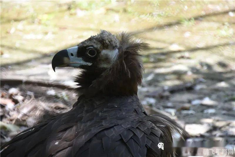 秃鹫头为什么是秃的,揭秘秃鹫头之谜,为何它总是光秃秃?
