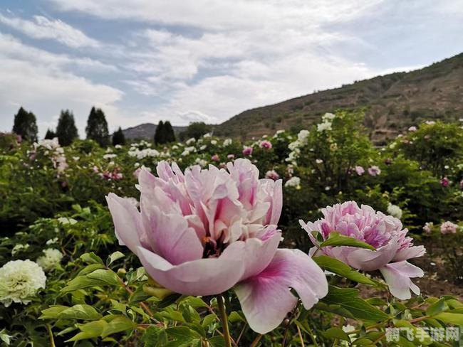 紫斑牡丹的重要发祥地,紫斑牡丹的故乡探秘,手游中的临洮之旅