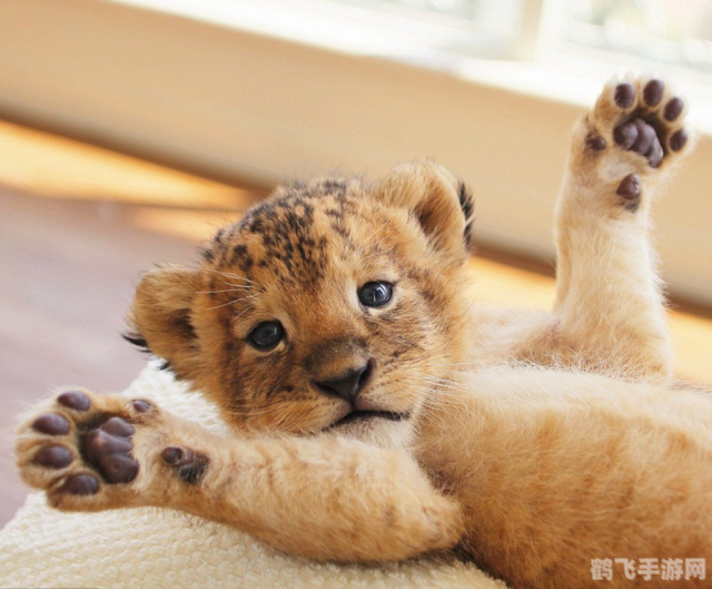 温柔动物乐园,与可爱动物们共度美好时光