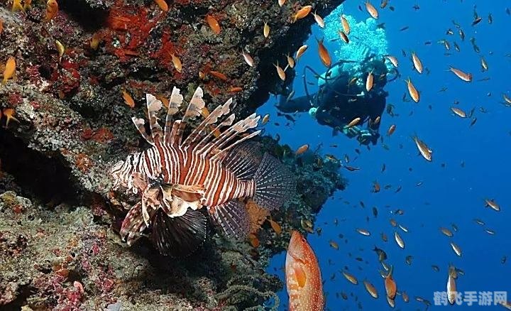 探寻海洋生物最丰富的大洋——神秘海洋世界的游戏攻略