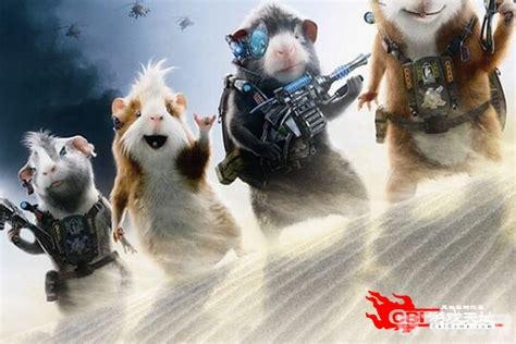 豚鼠总动员手游攻略,打造你的豚鼠战队