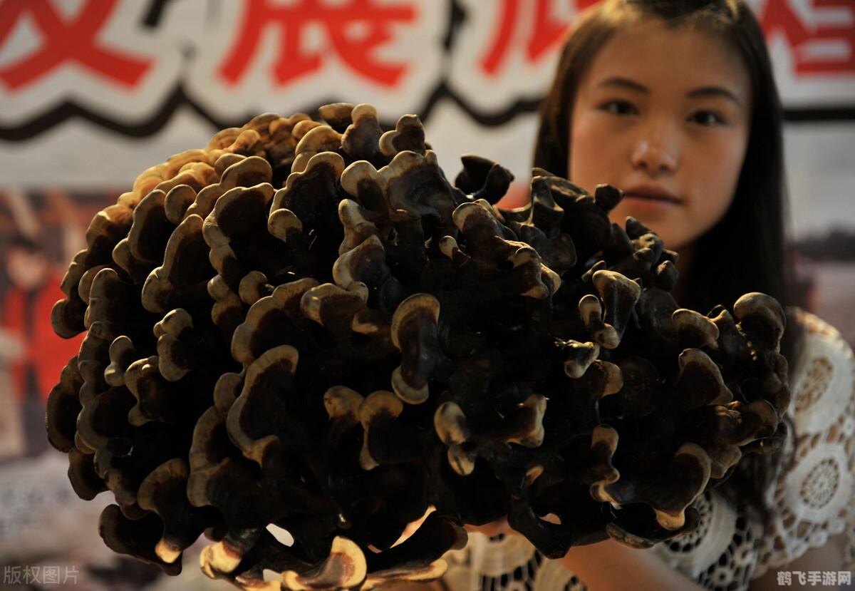 香菇之乡在哪浙江,浙江香菇之乡探秘