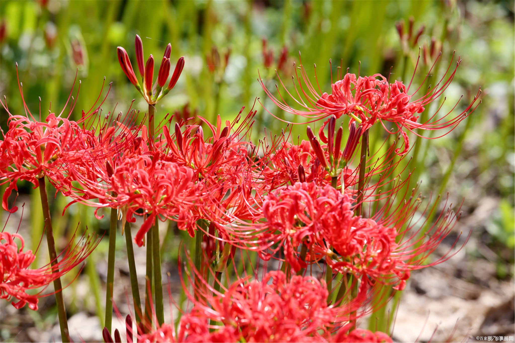 彼岸花评价,彼岸花评价