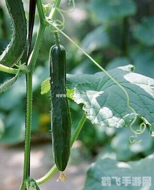 榴莲茄子香蕉丝瓜黄瓜西红柿,果蔬大冒险,榴莲茄子香蕉丝瓜黄瓜西红柿的奇妙旅程