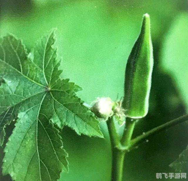 草莓茄子秋葵香蕉丝瓜榴莲,热门游戏新角色大揭秘，草莓茄子秋葵香蕉丝瓜榴莲