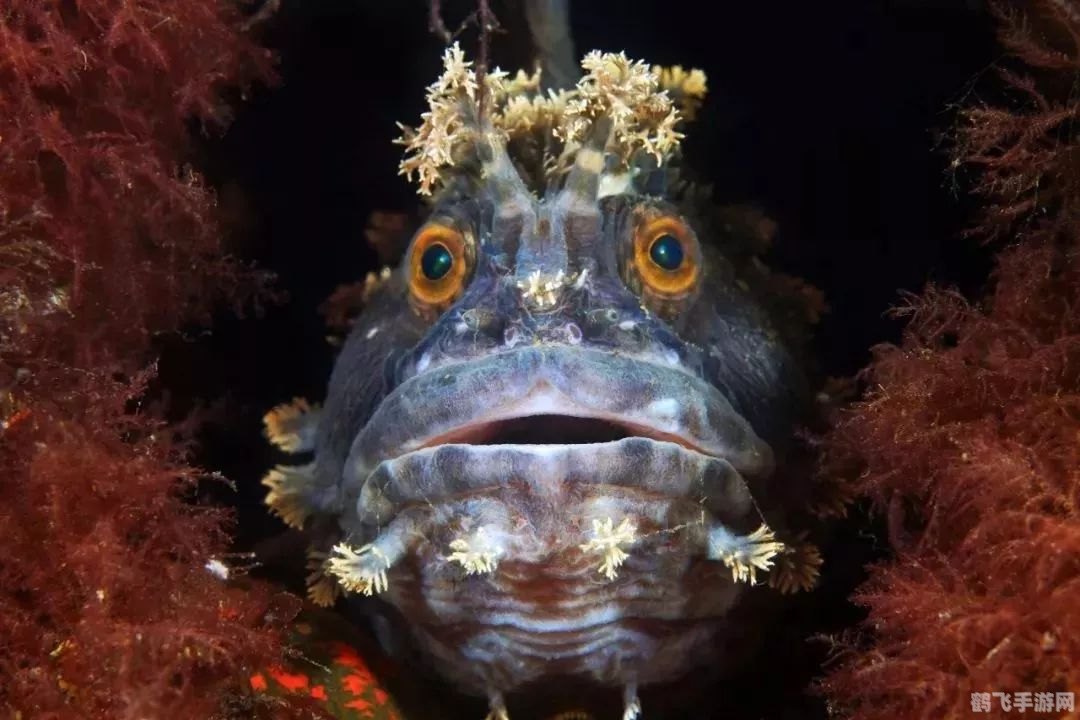 深海奇遇，夏眠海洋生物的神秘世界