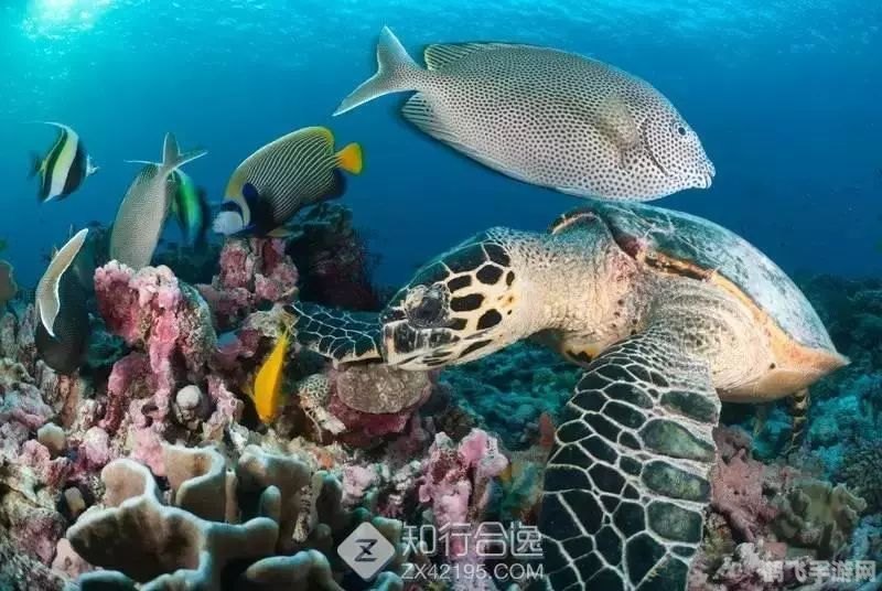 深海奇遇，夏眠海洋生物的神秘世界