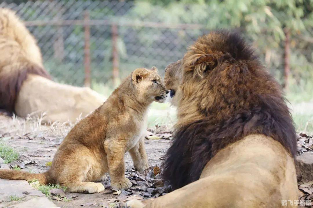 狮子汪宝宝,狮子汪宝宝萌宠养成记,与狮子汪宝宝的冒险之旅