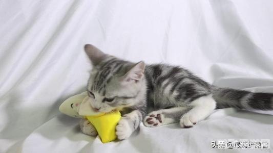 猫咪爱吃鱼它们会被鱼刺卡到吗,猫咪爱吃鱼,手游中的躲避鱼刺冒险攻略